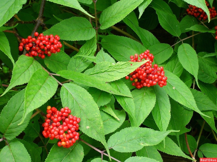 Бузина красная кистистая