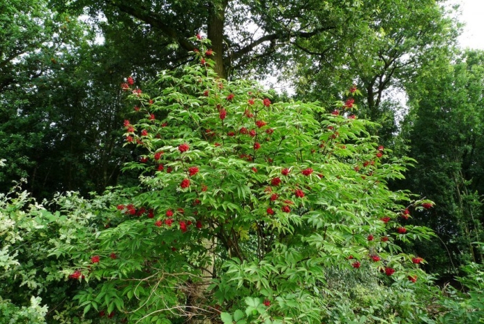 Бузина красная дерево