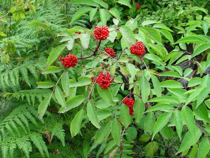 Sambucus racemosa