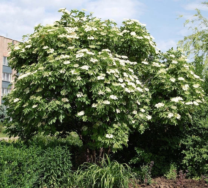 Бузина черная