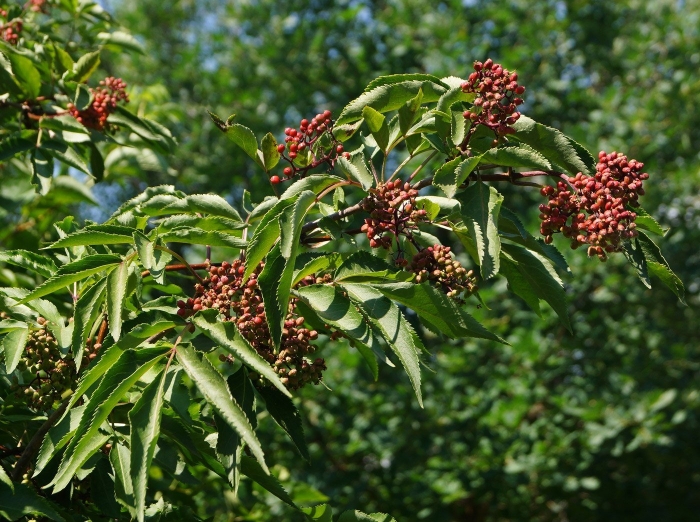 Бузина красная sambucus racemosa