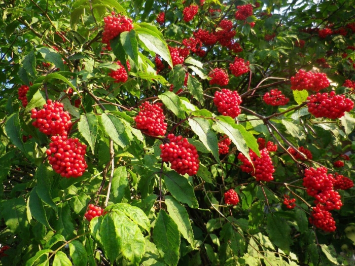 Бузина красная кистистая