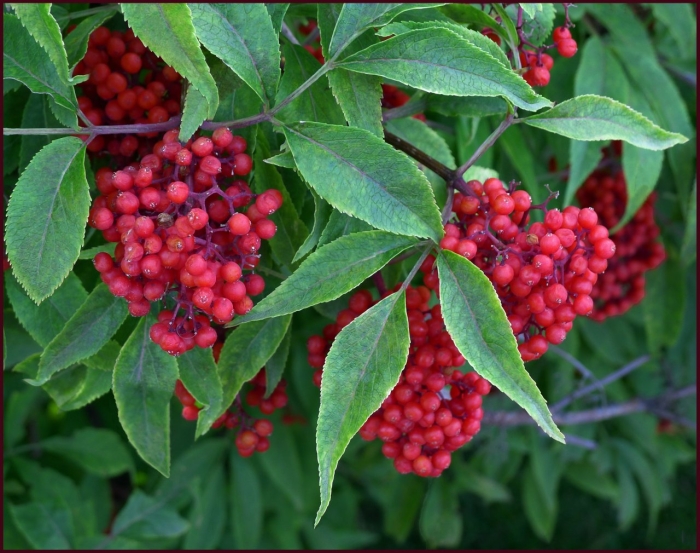 Бузина красная (sambúcus racemósa)