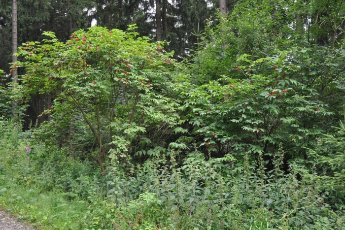 Бузина красная кистистая