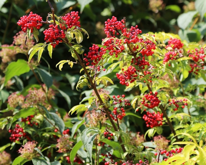 Бузина красная кистистая