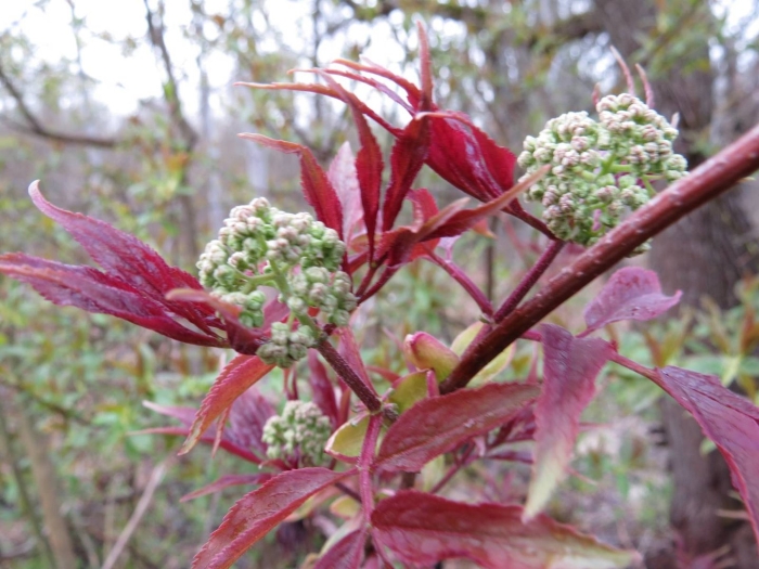 Бузина кистевидная