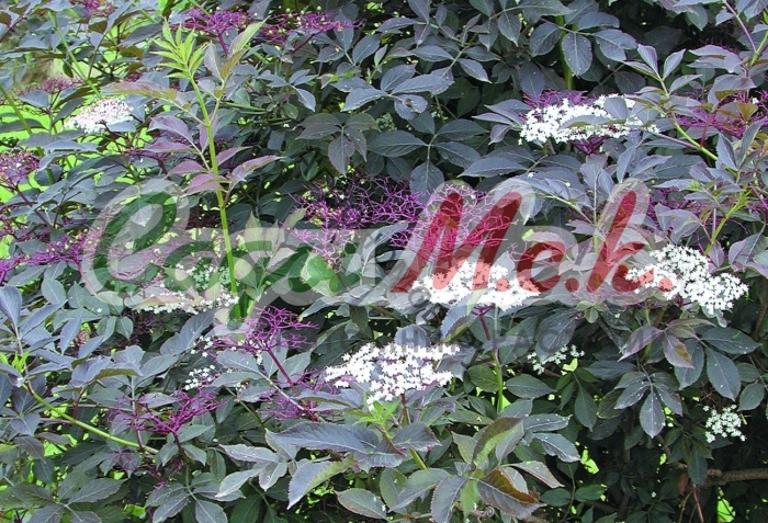 Sambucus nigra purpurea