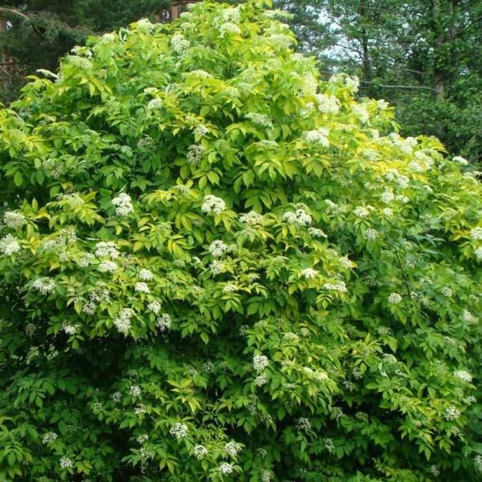 Sambucus nigra aurea