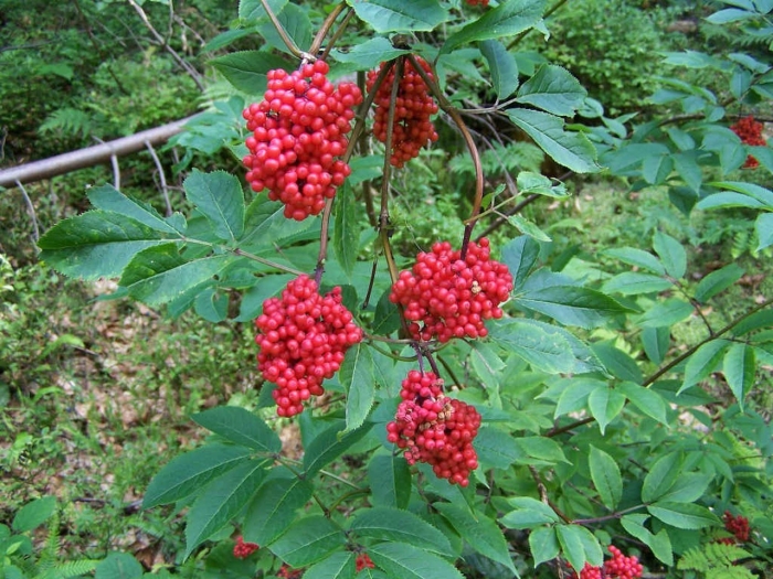 Sambucus racemosa subsp