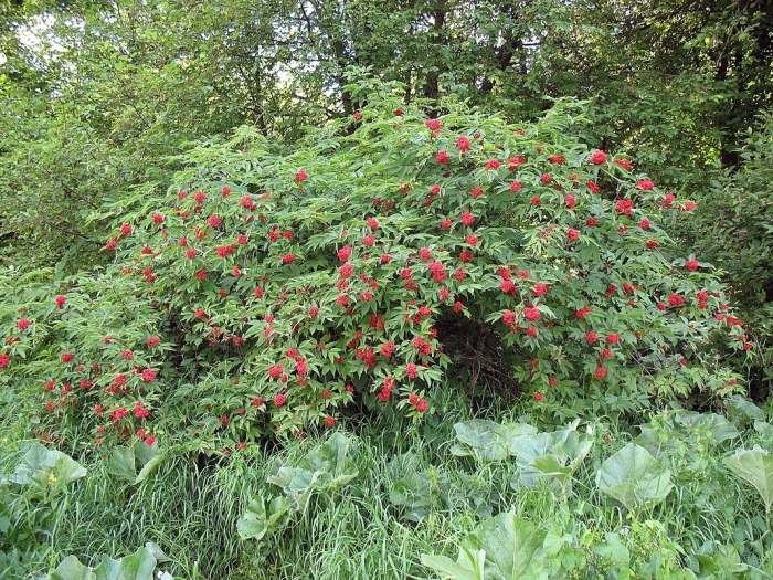 Бузина красная кистистая