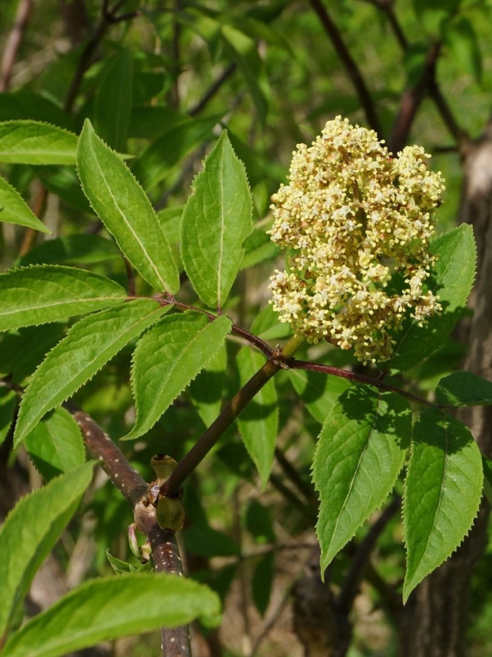 Бузина сибирская куст