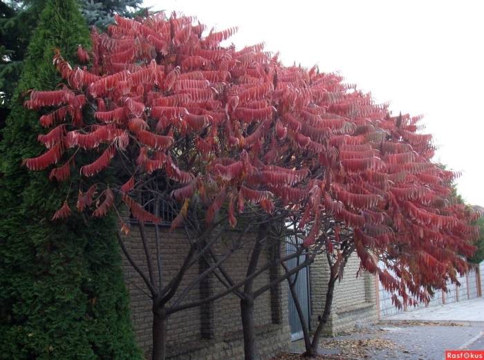 Сумах оленерогий листья