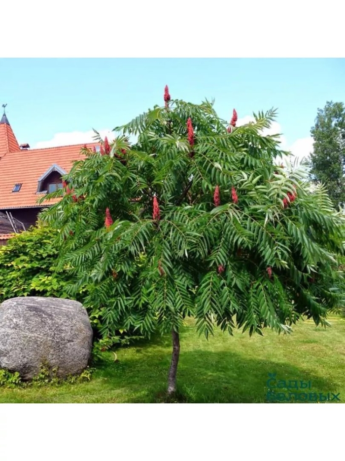 Сумах оленерогий дерево