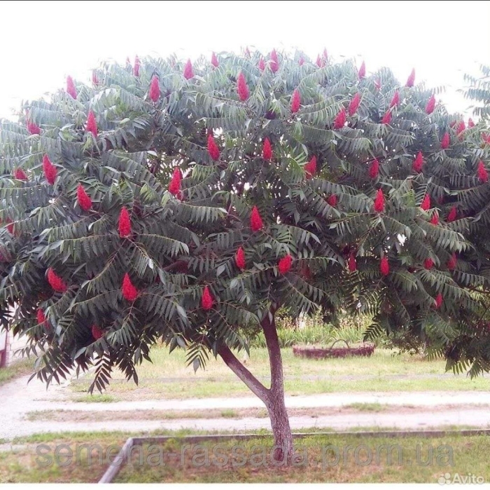 Сумах пушистый оленерогий уксусное дерево