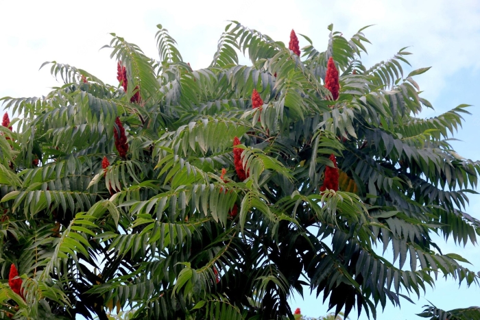 Дерево сумах оленерогий