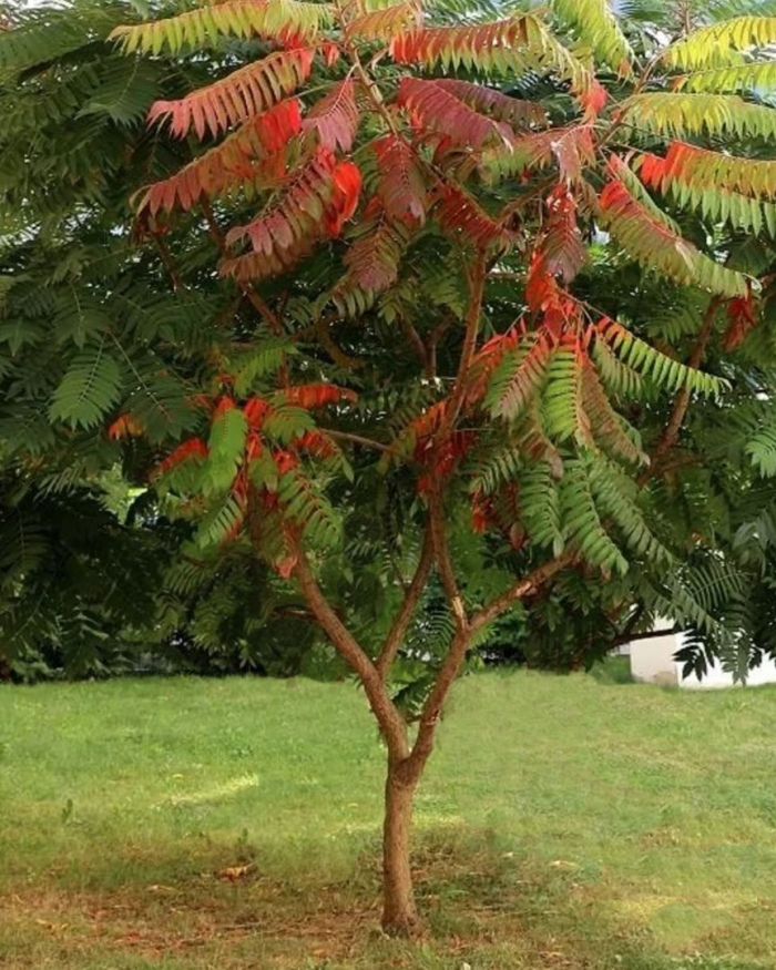 Сумах пушистый оленерогий уксусное дерево