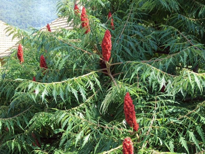 Сумах гладкий лациниата