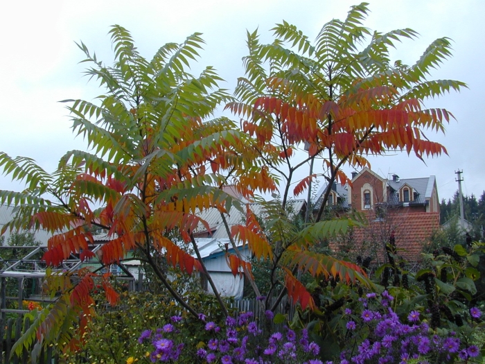 Сумах пушистый оленерогий уксусное дерево