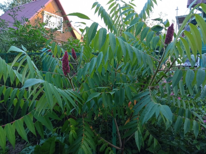 Сумах дубильный rhus coriaria
