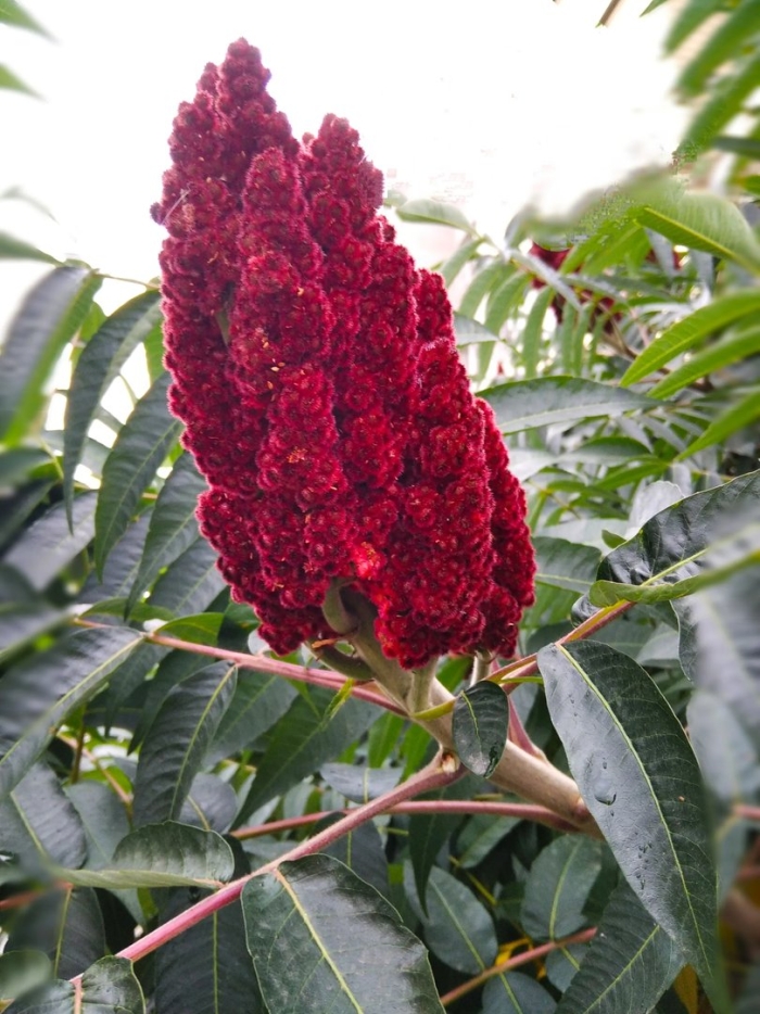 Сумах оленерогий уксусное дерево