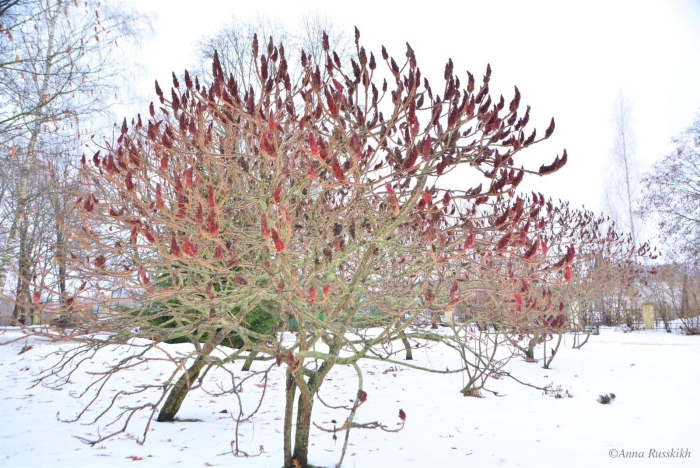 Сумах оленерогий уксусное дерево зимой