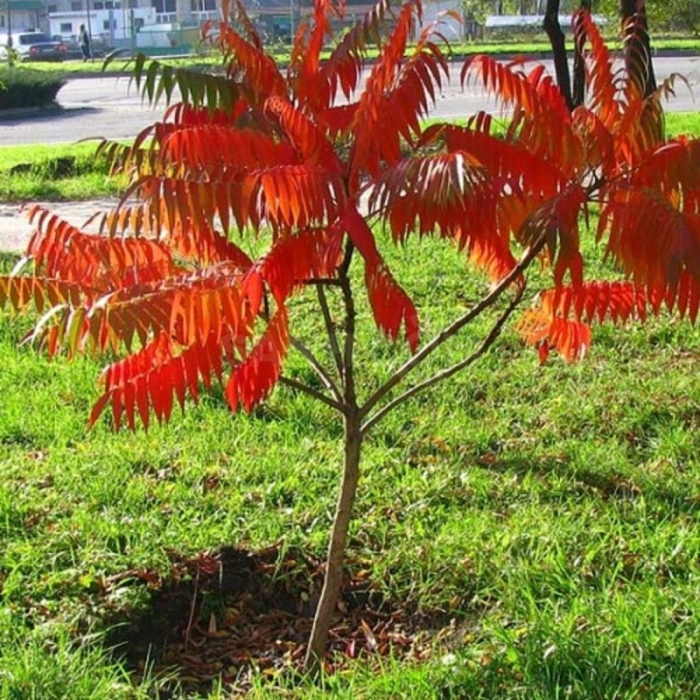 Дерево сумах оленерогий