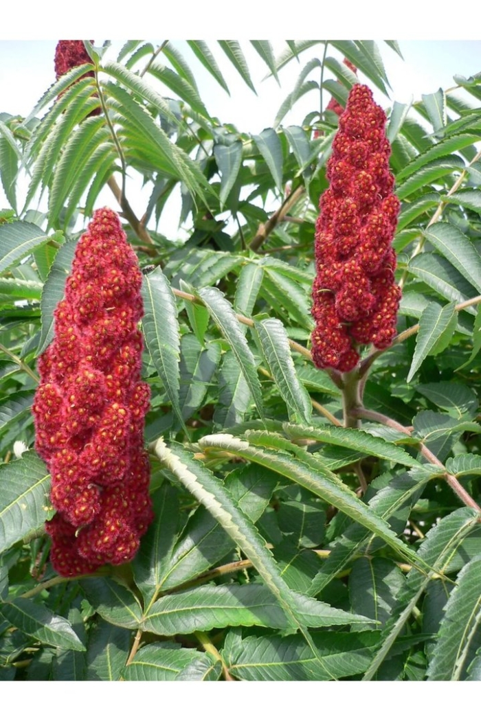 Сумах пушистый оленерогий уксусное дерево