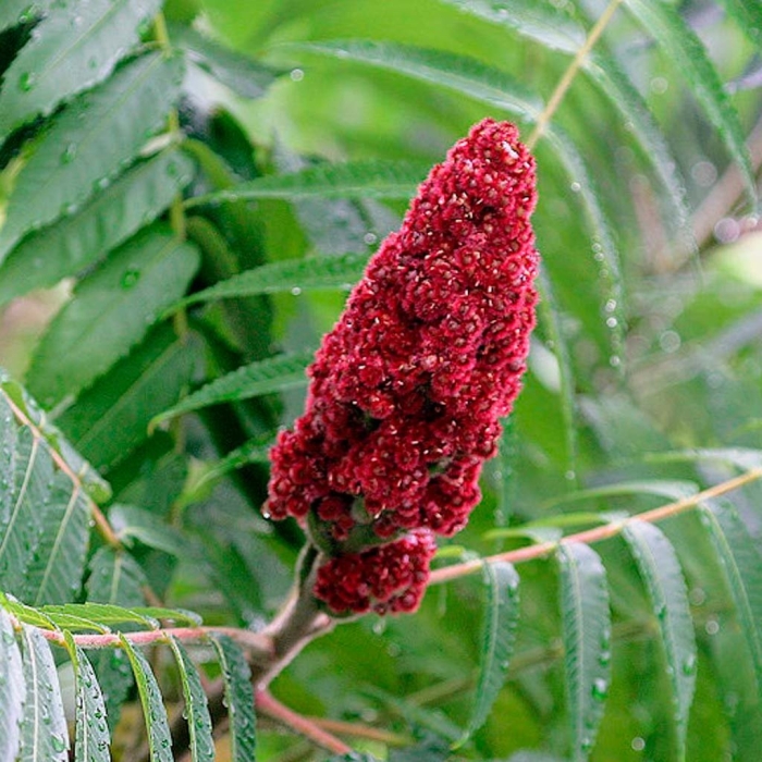 Сумах оленерогий уксусное дерево