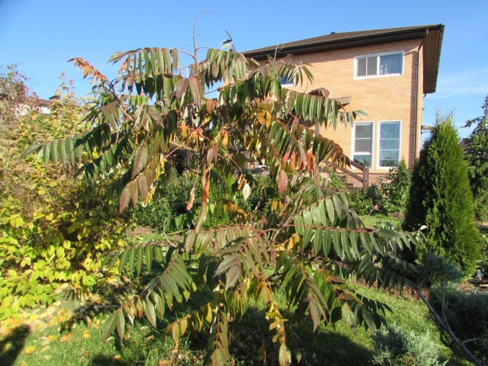 Сумах пушистый оленерогий уксусное дерево