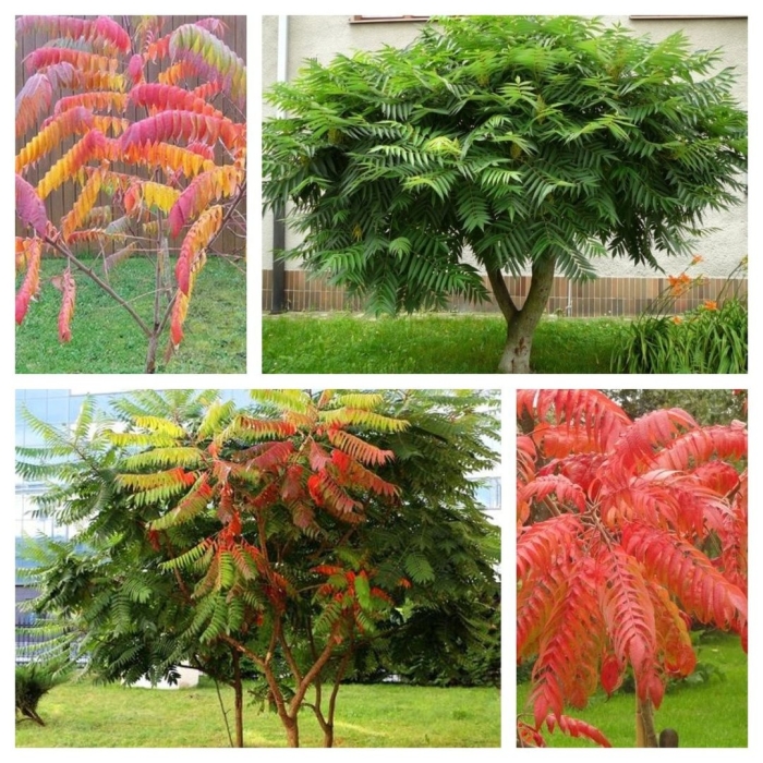 Сумах оленерогий уксусное дерево