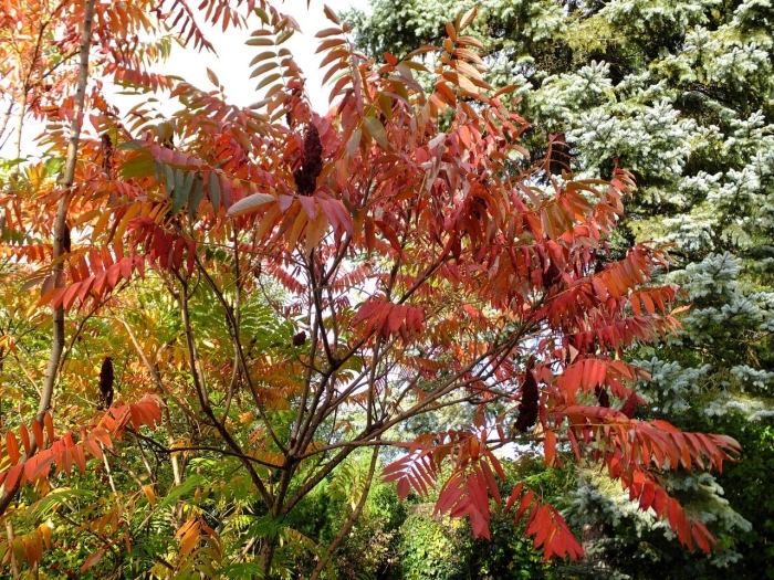 Сумах пушистый оленерогий уксусное дерево