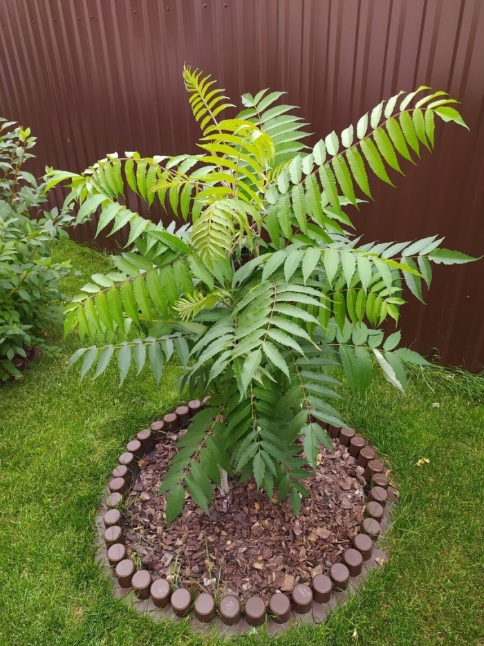 Сумах пушистый оленерогий уксусное дерево