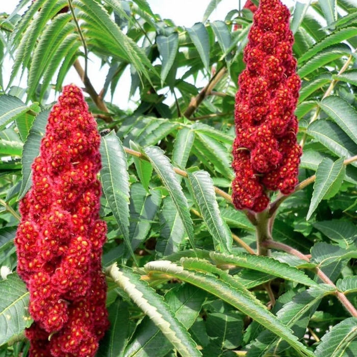 Оленерогий растения сумах