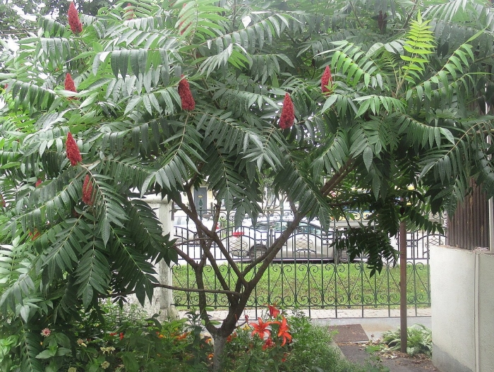 Сумах пушистый оленерогий уксусное дерево