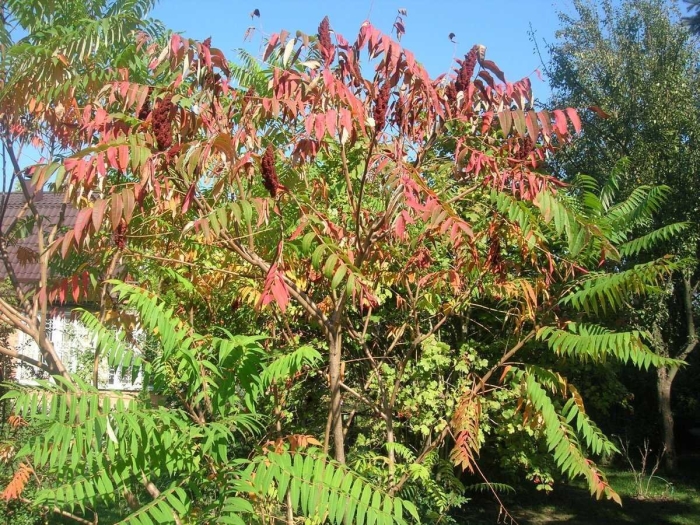 Сумах пушистый оленерогий уксусное дерево