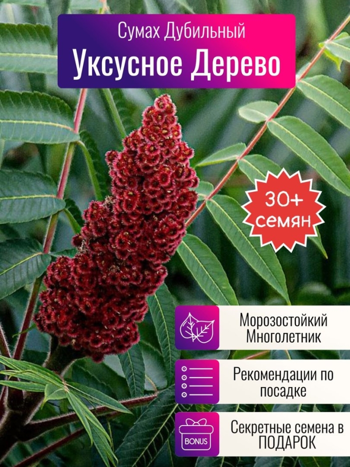 Уксусное дерево