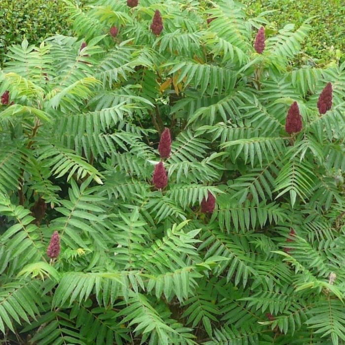 Сумах пушистый оленерогий уксусное дерево