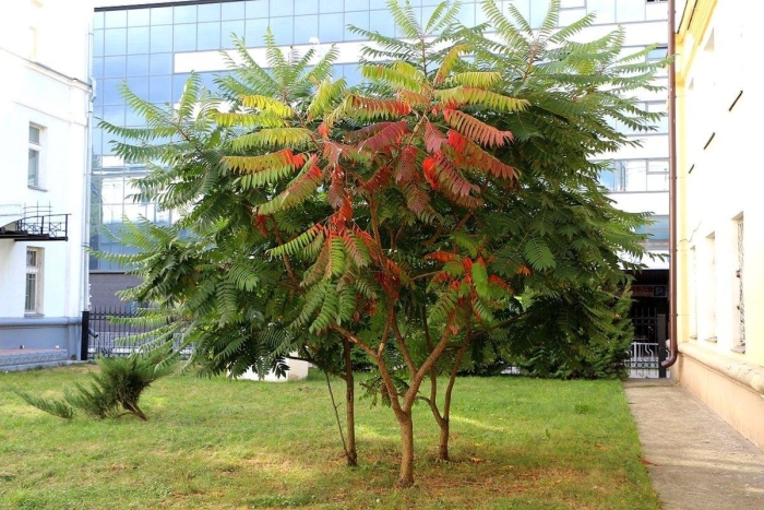 Сумах оленерогий уксусное