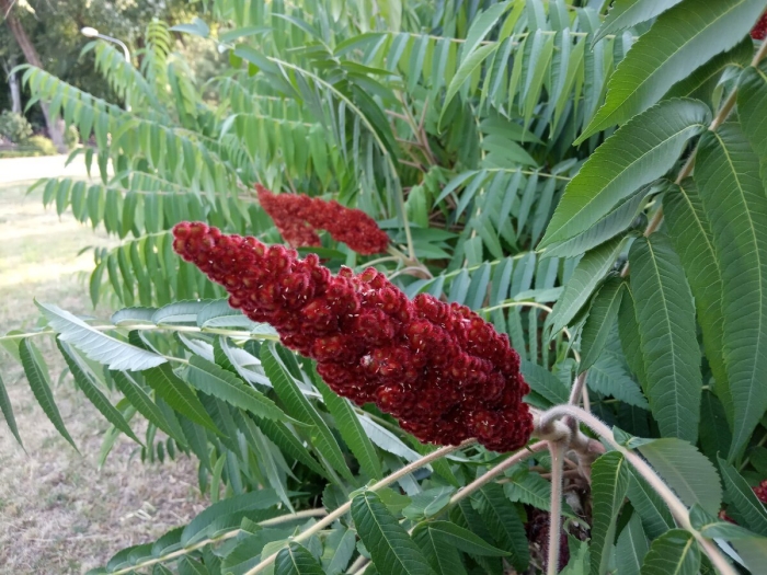 Сумах пушистый оленерогий уксусное дерево