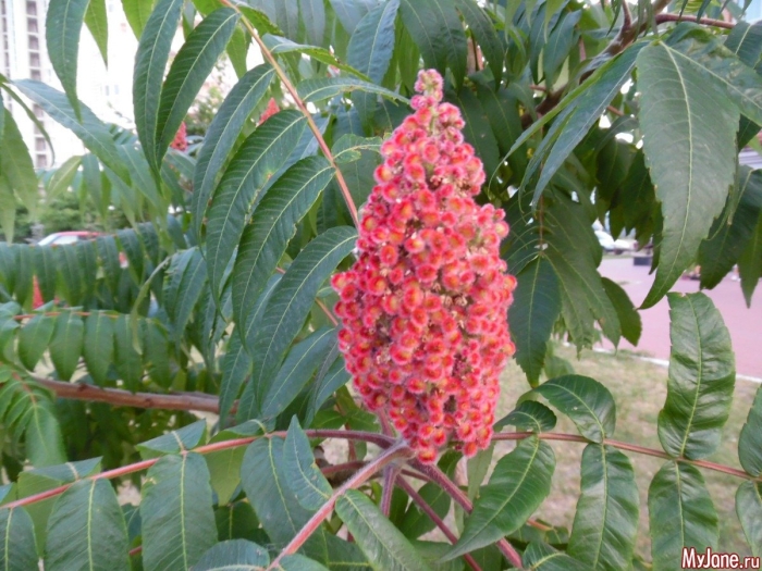 Сумах уксусный rhus typhina