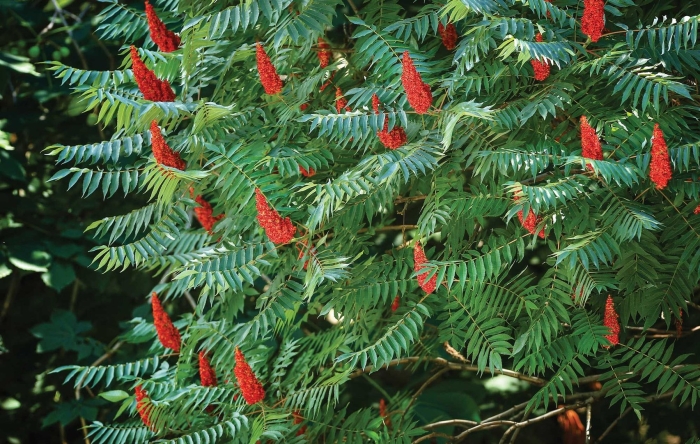 Сумах пушистый оленерогий уксусное дерево