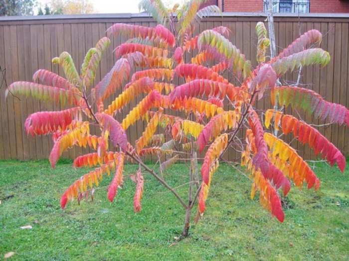 Сумах пушистый оленерогий уксусное дерево