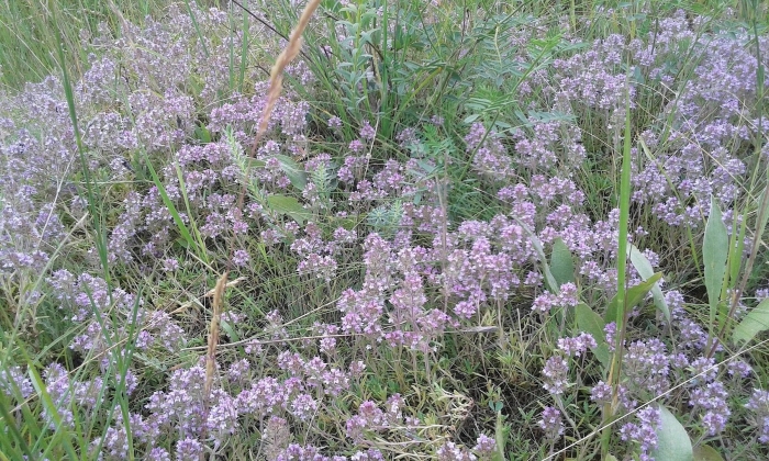 Чабрец волгоград