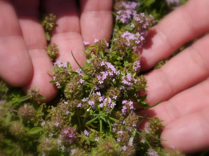 Тимьян чабрец