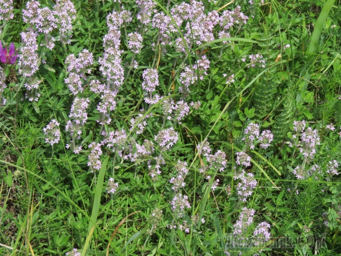 Тимьян луговой