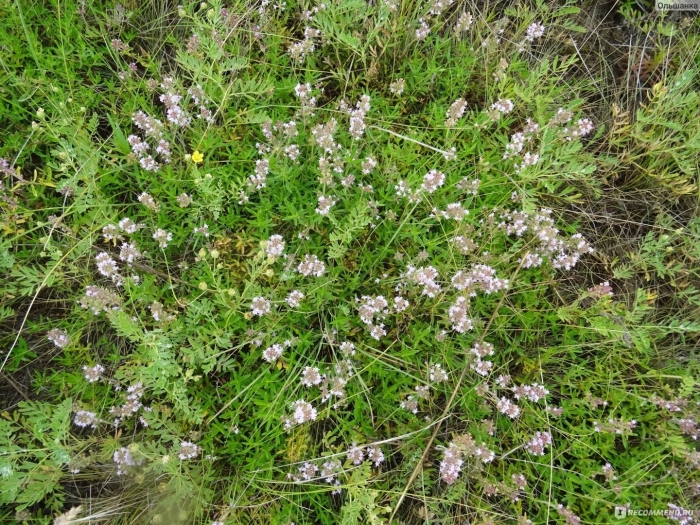 Тимьян thymus vulgaris