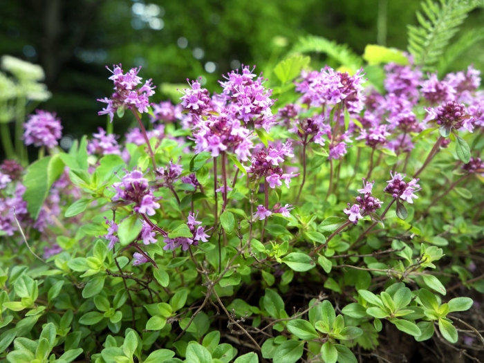 Тимьян ползучий elfin