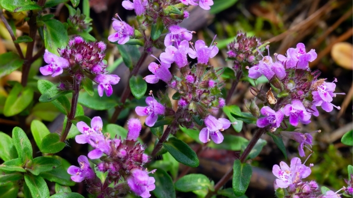 Тимьян ползучий thymus serpyllum