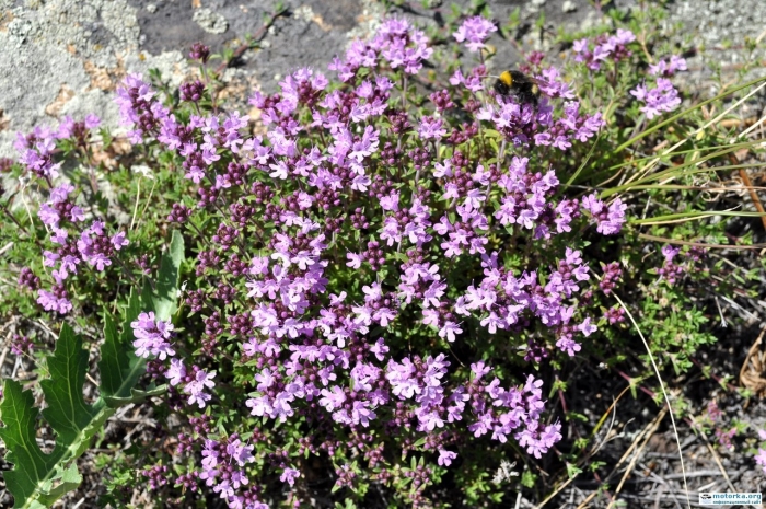 Чабрец на байкале