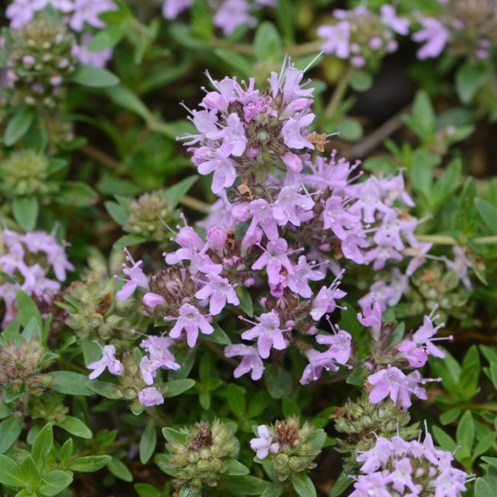 Чабрец тимьян богородская трава